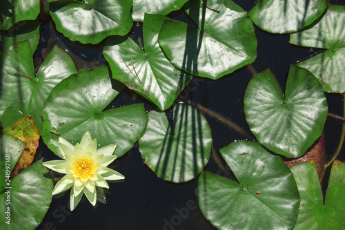 white flower water lily between leaves in a Japanese pond