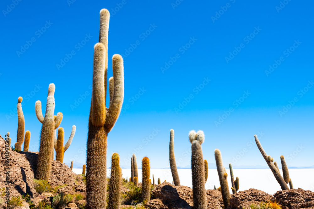 Big cactus on Incahuasi island, Salar de Uyuni salt flat, Bolivia.