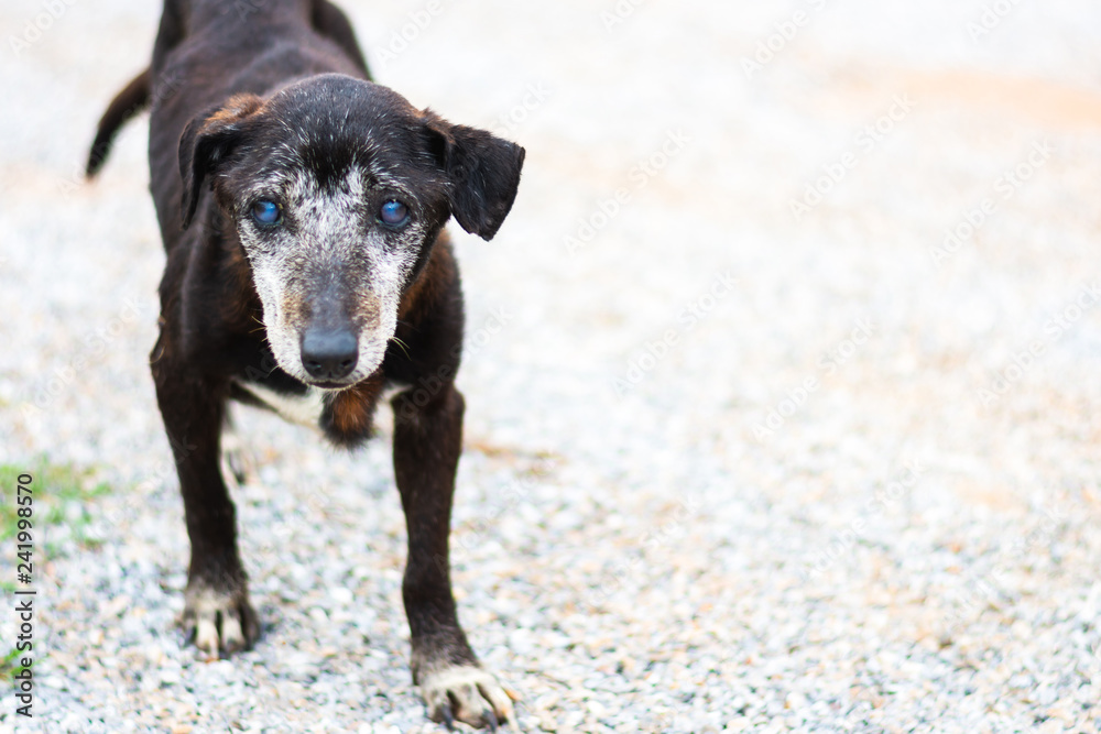 stray dog standing beside street stray dog standing beside street