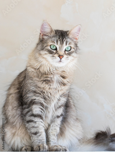 Adorable cat of siberian breed, grey silver color. Pretty kitten indoor in relax