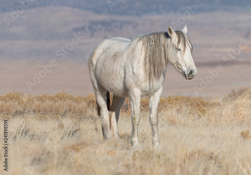 Wild Horse in the Utah Desert © equigini