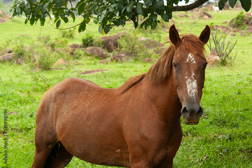Fototapeta premium Cavalo IMG_8427