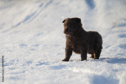 Cute little puppy in a snowdrift. Cold, winter. Dog gets cold