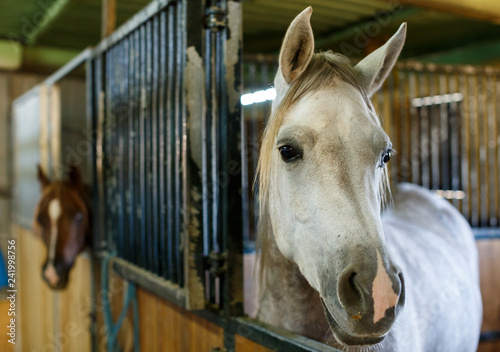 Close up of  horses  at stable © JackF