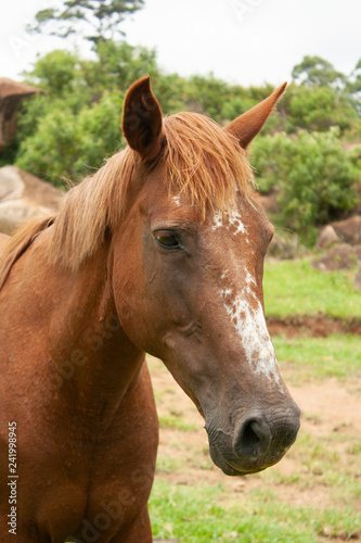 Cavalo IMG_8434 © Eduardo Lara Filho