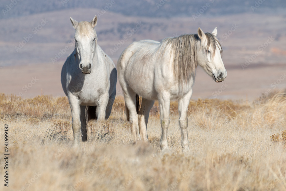 Wild Horses in the Utah Desert