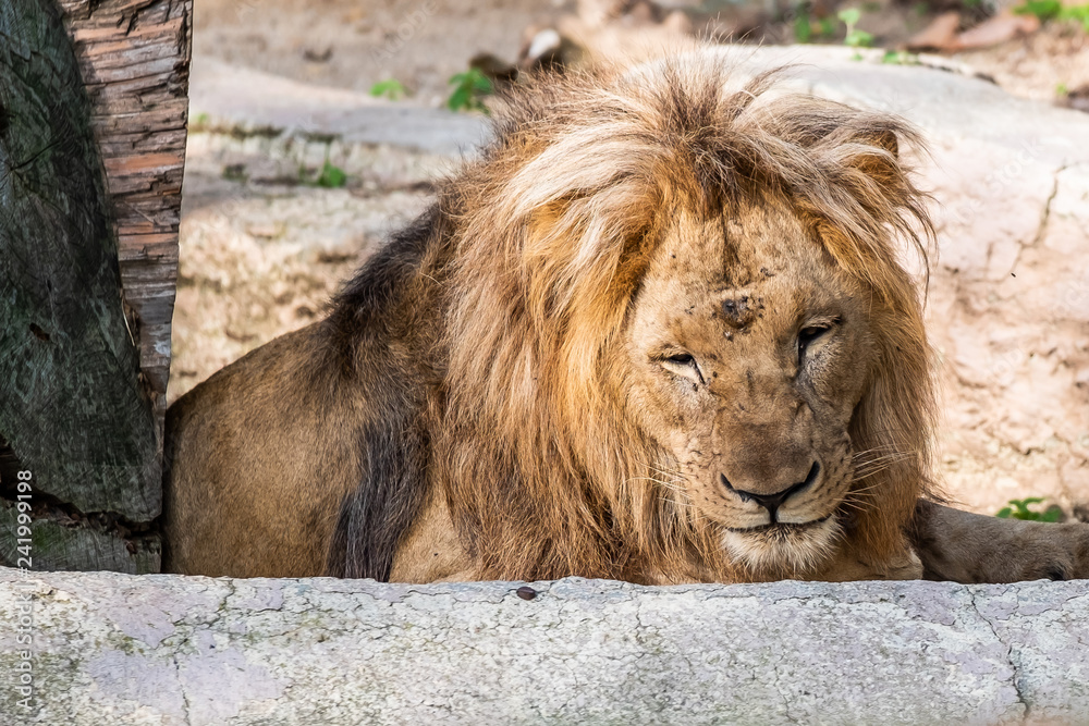 Obraz premium Lion