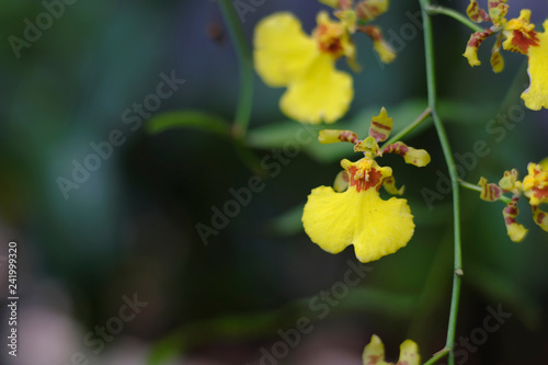 Fototapeta Naklejka Na Ścianę i Meble -  Closeup of yellow flowers