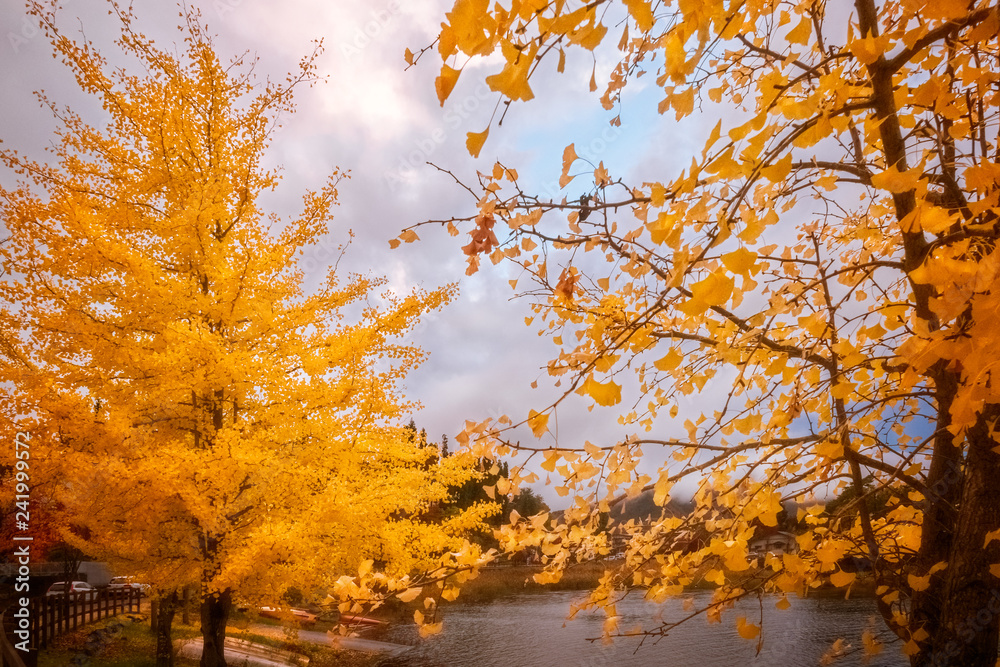 Yellow trees in autumn, Mount Fuji resort, Japan.