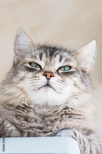 Female cat of siberian breed, grey hair. Pretty kitten indoor in relax
