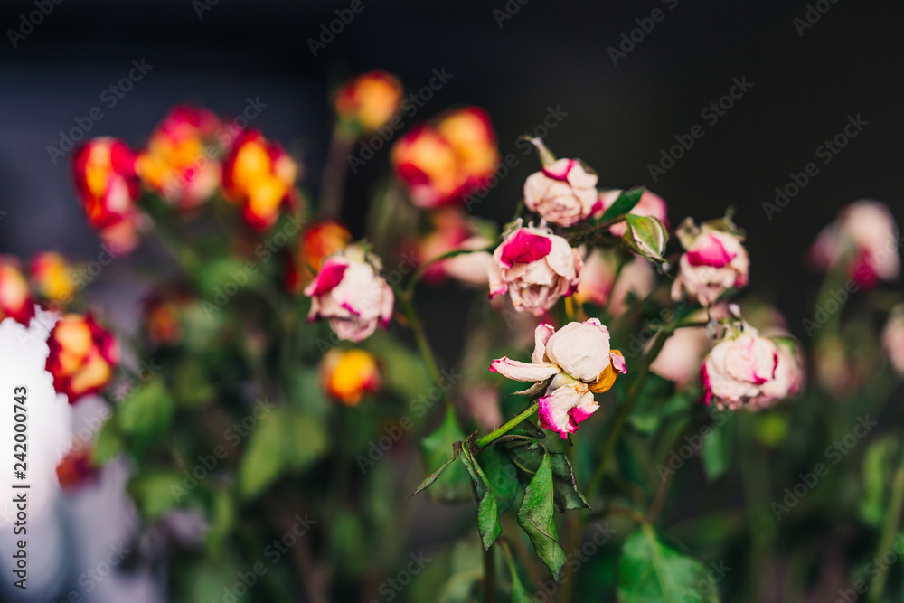 Obraz premium Dried wilted roses of different colours isolated on black background. Dry withered rosy fowers with green faded leaves.