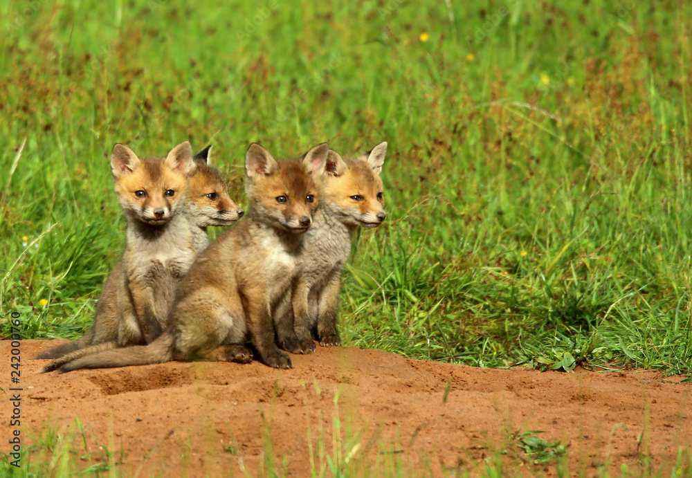 Naklejka premium Renard