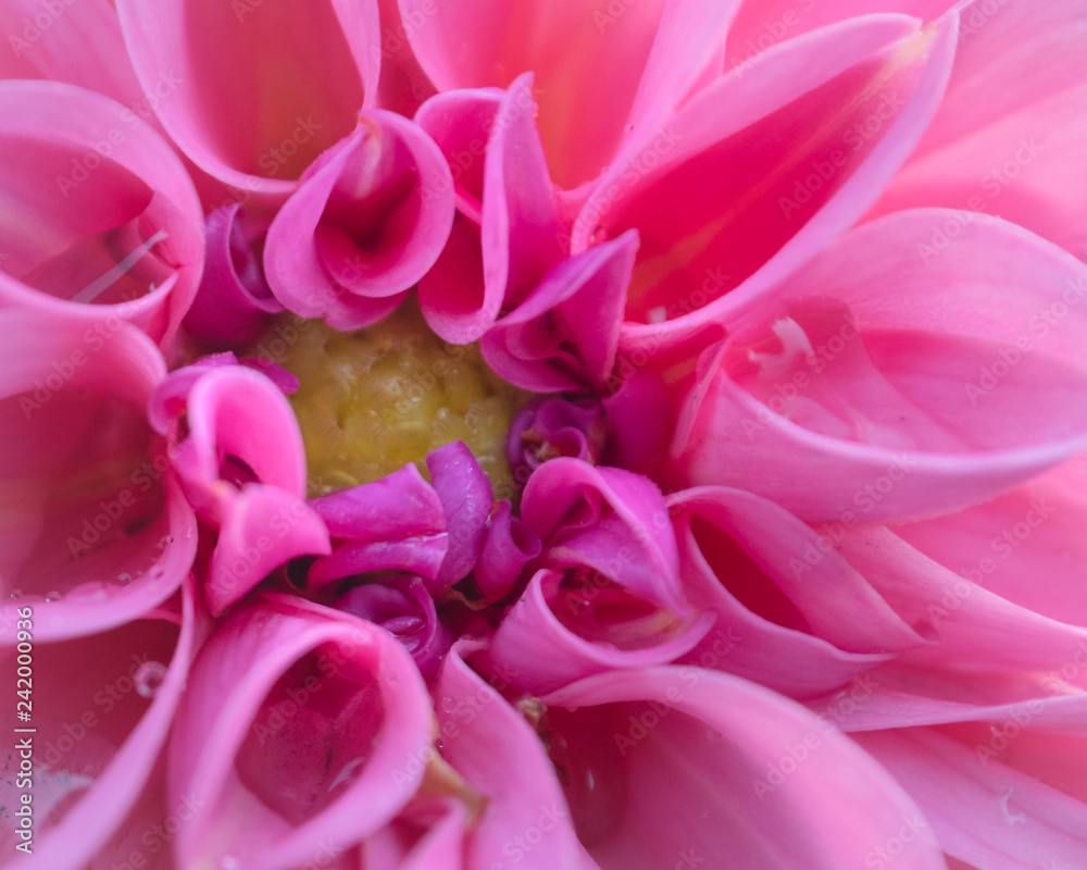 Zarte Dahlie Blütenkopf rosa frisch mit Regentropfen Stock Photo | Adobe  Stock