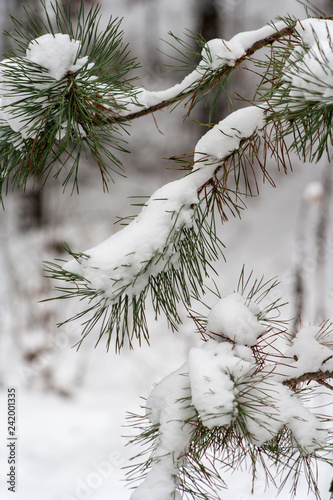 Coniferous tree covered with snow. Pine and spruce in the winter season.