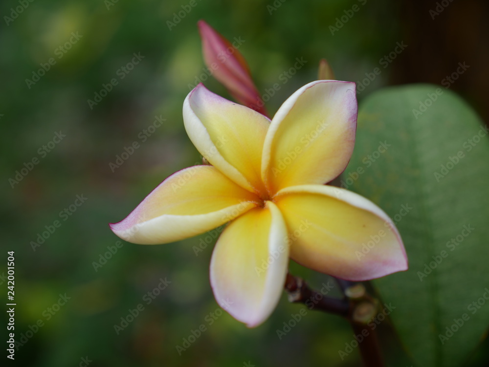 Fototapeta premium Plumeria, Frangipani, Temple tree are flowers popular in Thailand. Multi color flower , bokeh background.