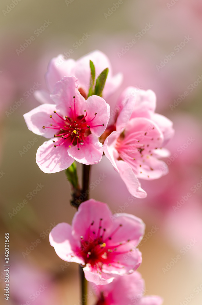 beautiful peach blossom beautiful peach blossom