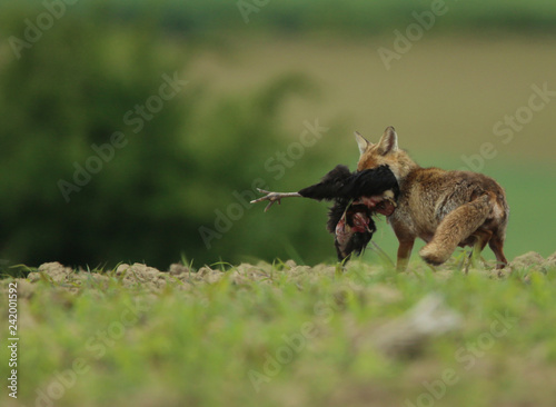 Renard