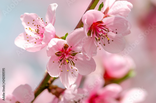 beautiful peach blossom © klagyivik