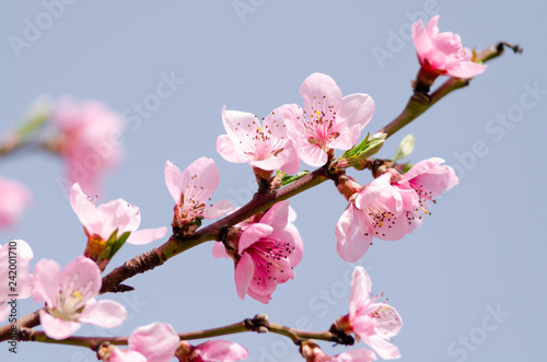 beautiful peach blossom