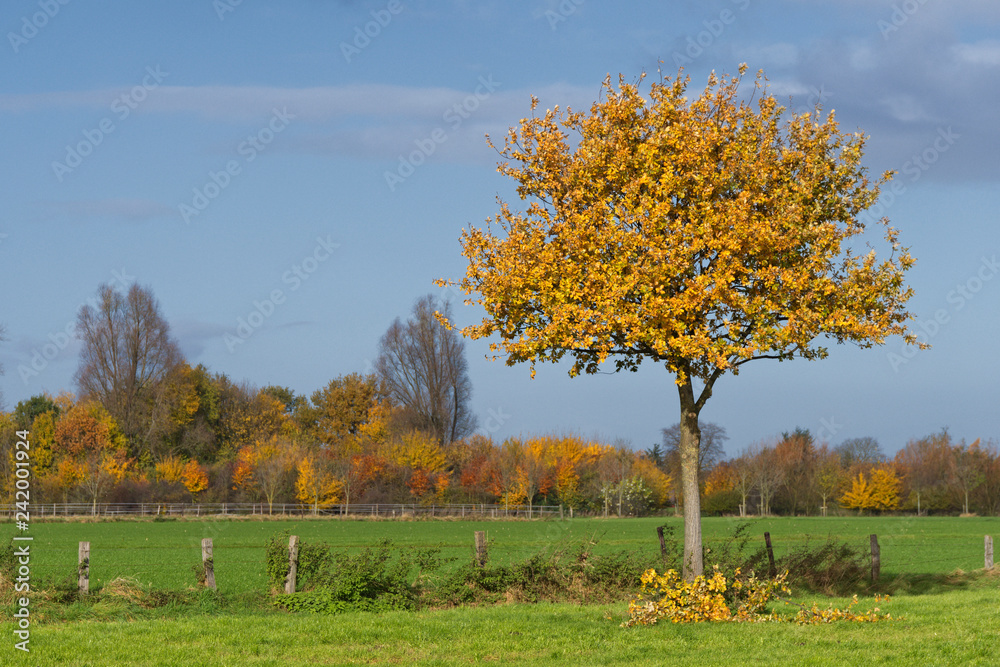 Herbst am Niederrhein