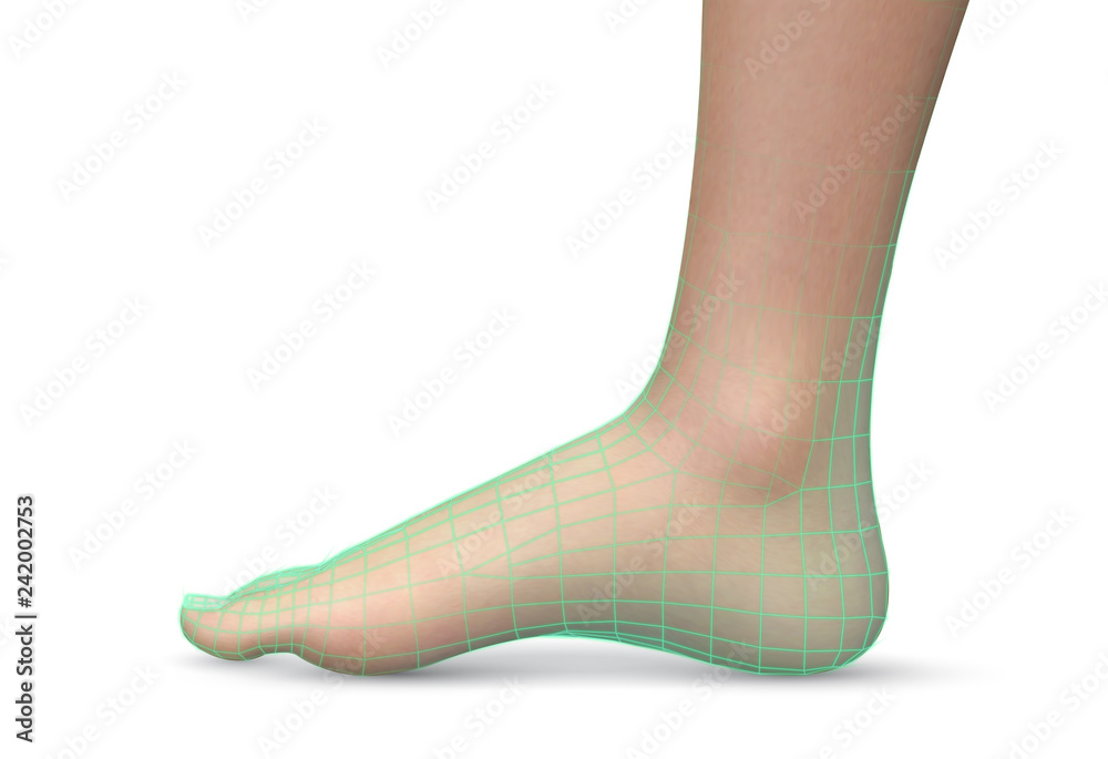 3d illustration,vector foot volume, health and shoe selection 3d illustration,vector foot volume, health and shoe selection