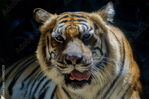 Sight of tiger.