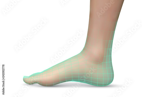 3d illustration,vector foot volume, health and shoe selection