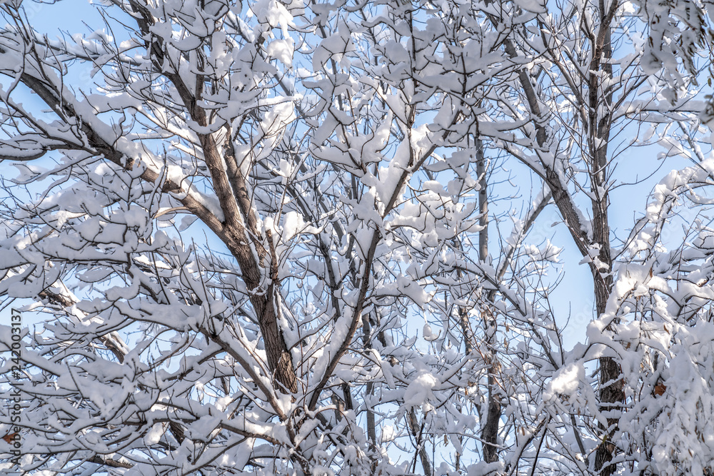Winter background, close up of frosted pine branch on a snowing day Winter background, close up of frosted pine branch on a snowing day