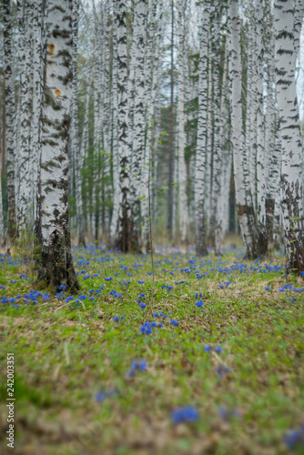 Spring natural background  Wallpaper  spring forest with blue flowers of Lungwort . Concept of early spring and primroses.