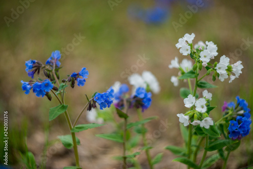 Spring natural background, Wallpaper: spring forest with blue flowers of Lungwort . Concept of early spring and primroses.