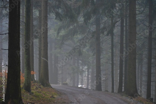 foggy path in a mysterious forest