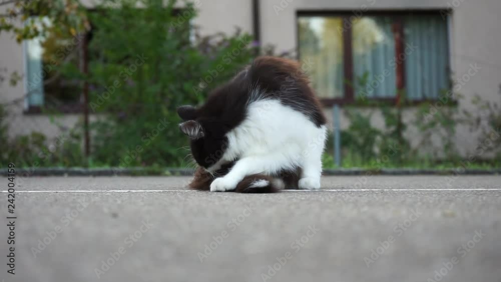 young cat on concrete floor, cleaning fur and playing, video young cat on concrete floor, cleaning fur and playing, video