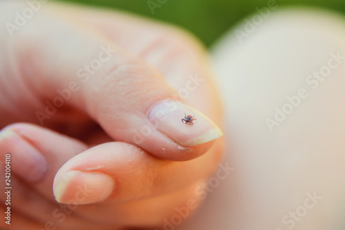 Tick crawling on finger. The concept of danger of tick bite.