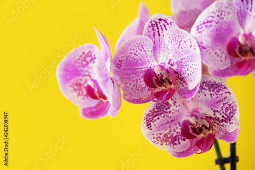 Branch of violet orchid on bright yellow background. Banner with copy space. Spring  woman day concept.