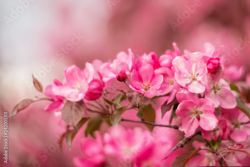 Apple tree branch in pink bloom © Gioia