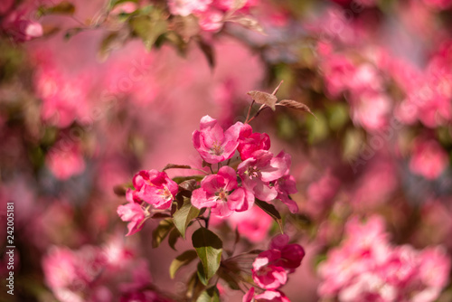 Apple tree branch with pink flowers in spring orchard