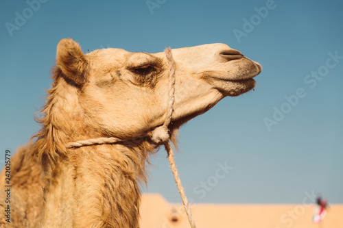 Camel market in Al Ain © sabino.parente