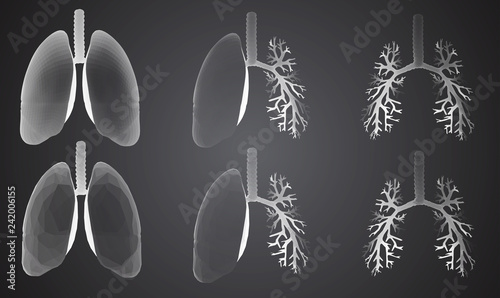 Vector set 3D lungs and bronchus. Isolated on white background. Element for medical design.