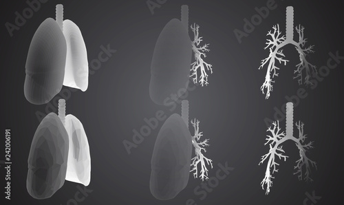 Vector set 3D lungs and bronchus. Isolated on white background. Element for medical design.
