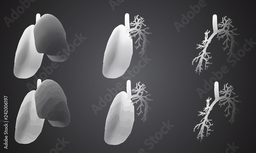 Vector set 3D lungs and bronchus. Isolated on white background. Element for medical design.