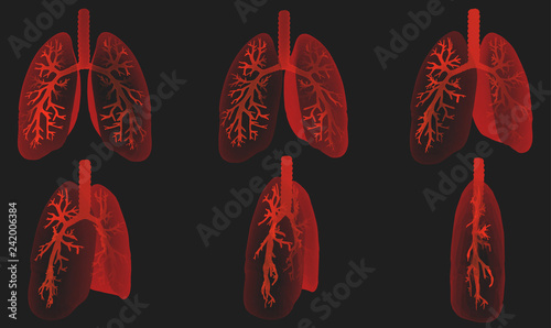 Vector set 3D lungs and bronchus. on color background. Element for medical design.