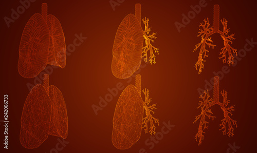 vector set. lungs and bronchi. 3d elements for design