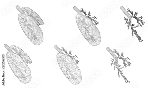 Vector set 3D lungs and bronchus. Isolated on white background. Element for medical design.