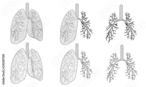 Vector set 3D lungs and bronchus. Isolated on white background. Element for medical design.