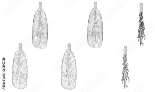 Vector set 3D lungs and bronchus. Isolated on white background. Element for medical design.