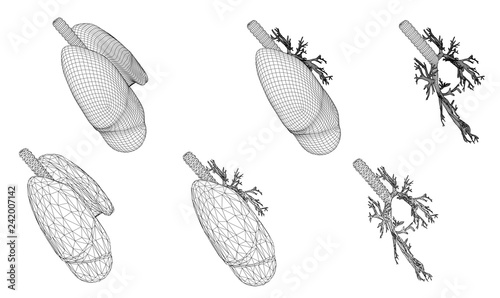Vector set 3D lungs and bronchus. Isolated on white background. Element for medical design.