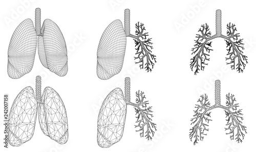 Vector set 3D lungs and bronchus. Isolated on white background. Element for medical design.