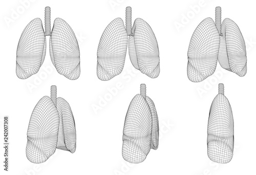 Vector set 3D lungs and bronchus. Isolated on white background. Element for medical design.
