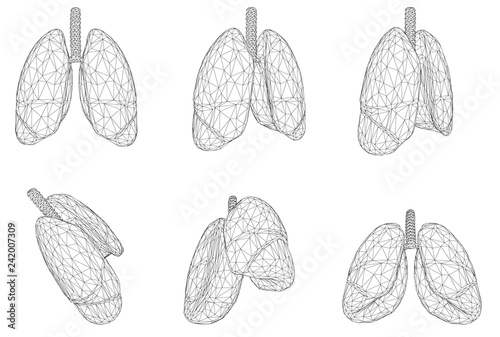 Vector set 3D lungs and bronchus. Isolated on white background. Element for medical design.