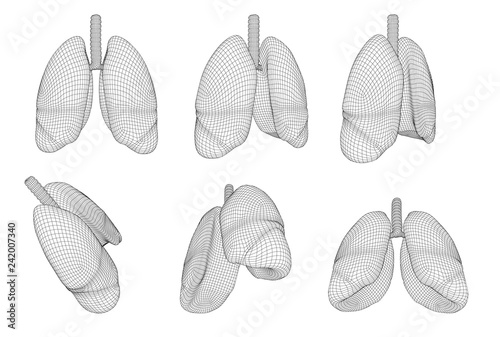 Vector set 3D lungs and bronchus. Isolated on white background. Element for medical design.